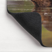 bever, Castor canadensis, gaat zwemmen Muismat (Hoek)