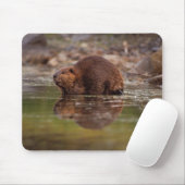 bever, Castor canadensis, gaat zwemmen Muismat (Met muis)