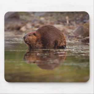 bever, Castor canadensis, gaat zwemmen Muismat