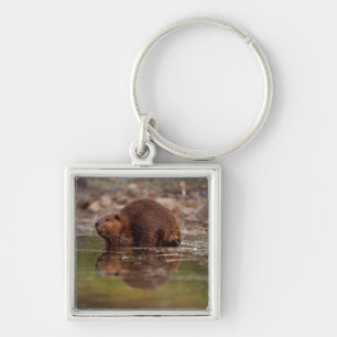 bever, Castor canadensis, gaat zwemmen Sleutelhanger