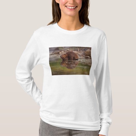 bever, Castor canadensis, gaat zwemmen T-shirt (Voorkant)
