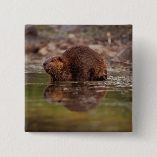 bever, Castor canadensis, gaat zwemmen Vierkante Button 5,1 Cm (Voorkant)