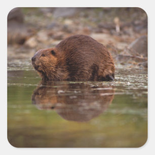 bever, Castor canadensis, gaat zwemmen Vierkante Sticker