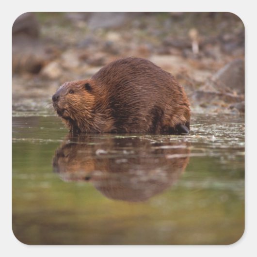 bever, Castor canadensis, gaat zwemmen Vierkante Sticker (Voorkant)