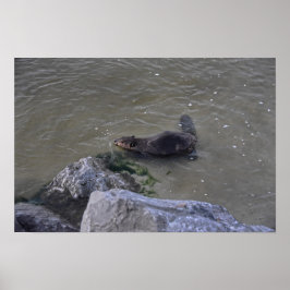 Bever in de Oceaan, Dauphin Ocean, Alabama Poster