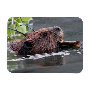 bever magneet