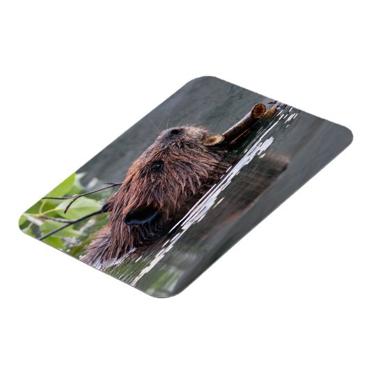 bever magneet (Linkerzijde)