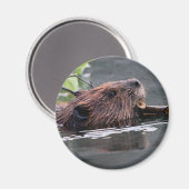 bever magneet (Voorkant / Achterkant)