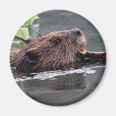 bever magneet (Voorkant)