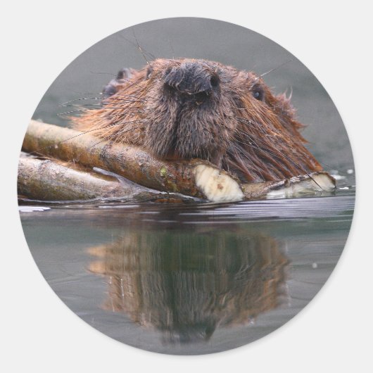 bever ronde sticker (Voorkant)