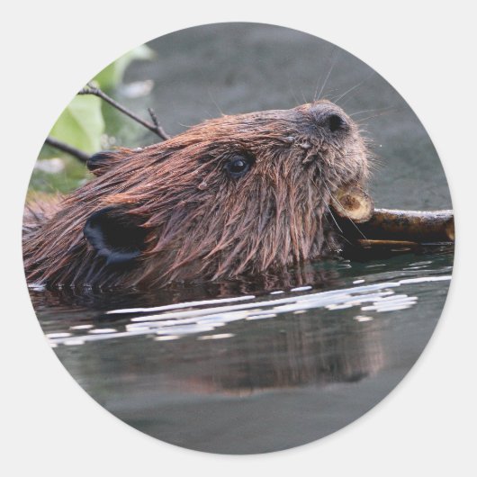 bever ronde sticker (Voorkant)