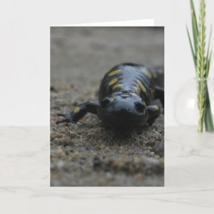 Bevlekte Salamander Kaart