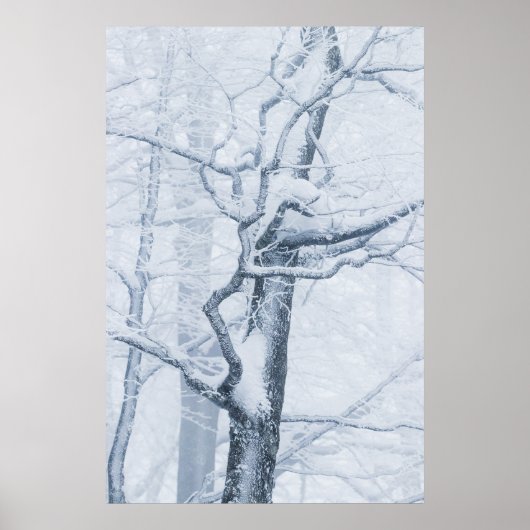 Bevroren besneeuwde boom poster (Voorkant)