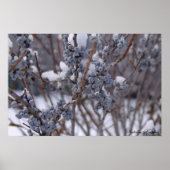 Bevroren bessen poster (Voorkant)