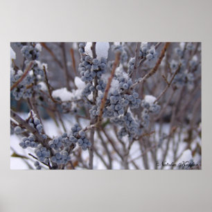 Bevroren bessen poster