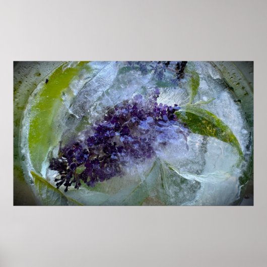 Bevroren Bloesems Poster (Voorkant)
