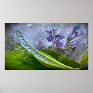 Bevroren Bloesems Poster