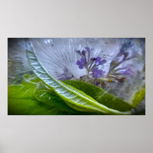Bevroren Bloesems Poster (Voorkant)
