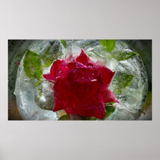 Bevroren Bloesems Poster (Voorkant)