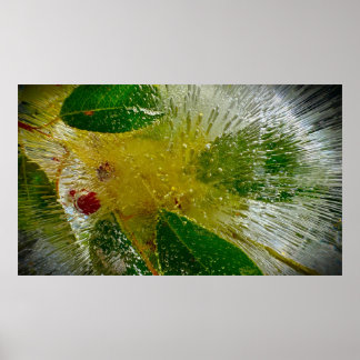 Bevroren Bloesems Poster