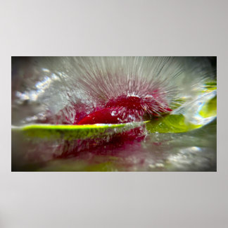 Bevroren Bloesems Poster