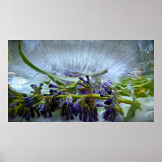Bevroren Bloesems Poster