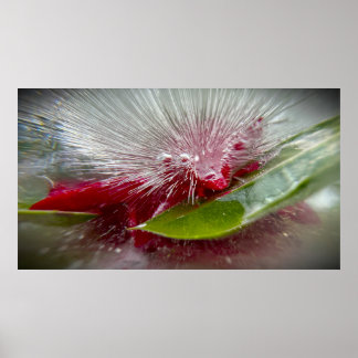 Bevroren Bloesems Poster