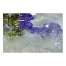 Bevroren Bloesems,