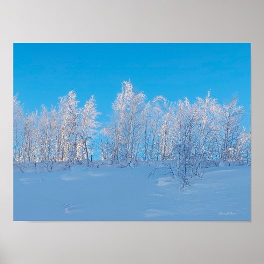 Bevroren Bomen Poster (Voorkant)