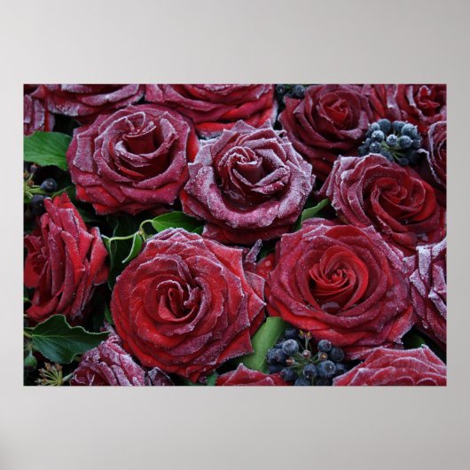 Bevroren donkerrode rozen op een graf poster (Voorkant)