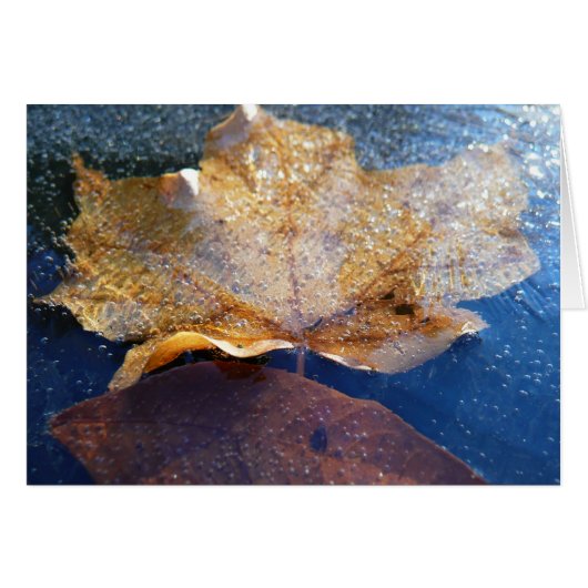 Bevroren Gele Esdoornblad Herfst Natuur (Voorkant Horizontaal)