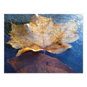 Bevroren Gele Esdoornblad Herfst Natuur Foto Afdruk
