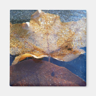 Bevroren Gele Esdoornblad Herfst Natuur Magneet