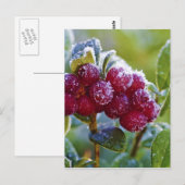 Bevroren lingonbessen briefkaart (Voorkant / Achterkant)