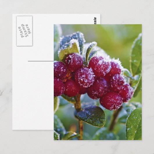 Bevroren lingonbessen briefkaart (Voorkant / Achterkant)