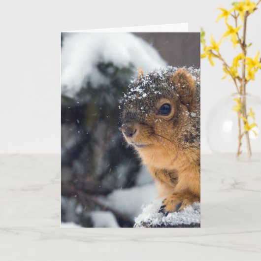 Bevroren noten worden snel beter kaart (Gele Bloem)