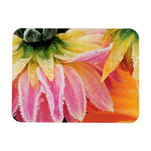 Bevroren op de laatste bloei van de herfst - Dalhi Magneet