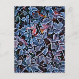 Bevroren op herfstbladeren, Oregon Briefkaart