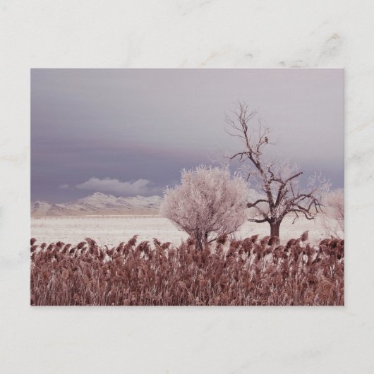 Bevroren Uitzicht van Antelope Island - Utah - Bri Briefkaart (Voorkant)