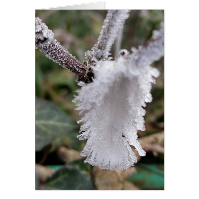 bevroren veer (Voorkant)