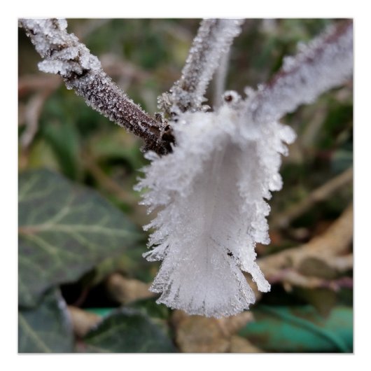 bevroren veer perfect poster (Voorkant)