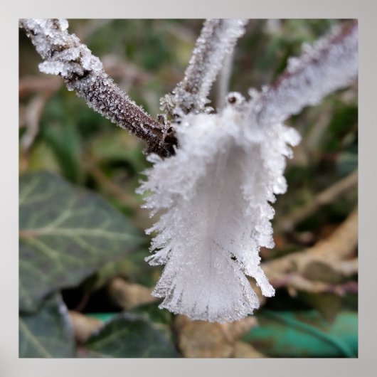 bevroren veer poster (Voorkant)