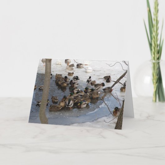 Bevroren Vijver met Eenden Feestdagen Kaart (Voorkant)