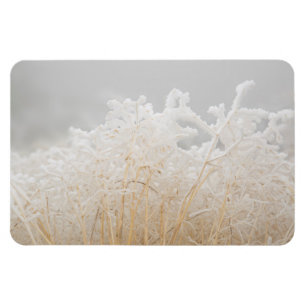 Bevroren wintergrassen magneet