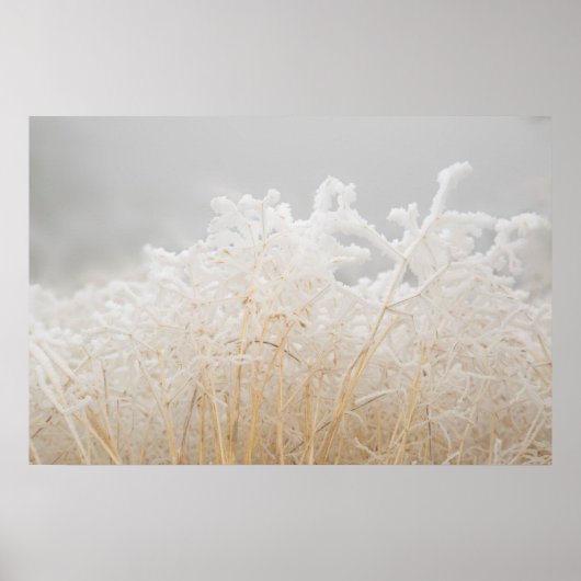 Bevroren wintergrassen poster (Voorkant)