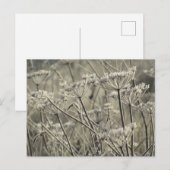 Bevuste Umbellifers Briefkaart (Voorkant / Achterkant)