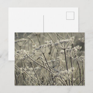 Bevuste Umbellifers Briefkaart