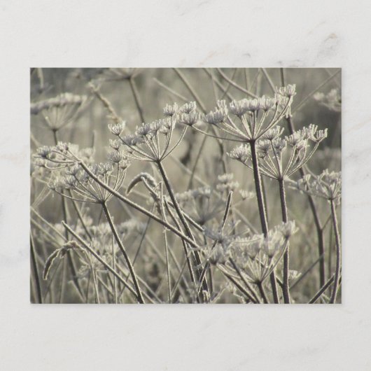 Bevuste Umbellifers Briefkaart (Voorkant)