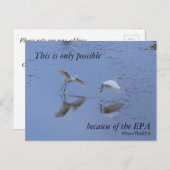 Bewaar de EPA Snowy Egret Heron Aankondigingskaart (Voorkant / Achterkant)