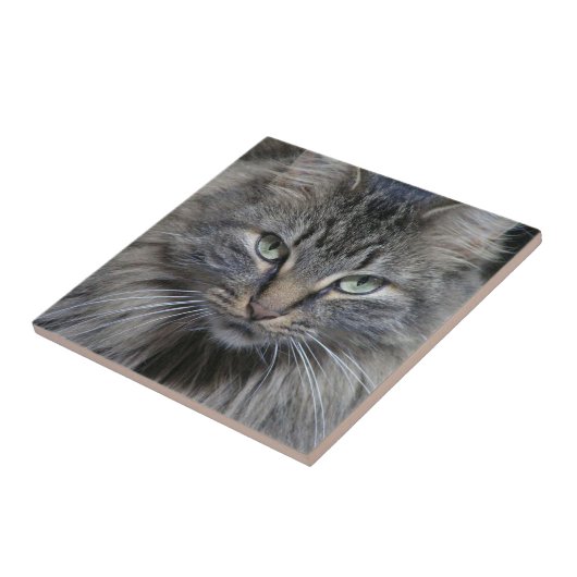 Bewakde Maine Coon Kitty Cat Ceramic Tegel Tegeltje (Zijkant)